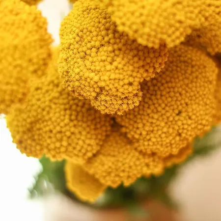 Πανσιόν Jasmin 4*